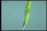 Euglena tripteris