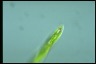 Euglena tripteris