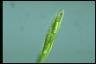 Euglena tripteris