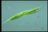 Euglena