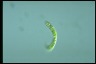 Euglena gaumei