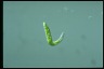 Euglena mutabilis