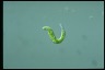 Euglena mutabilis