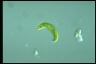 Euglena spirogyra