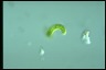 Euglena spirogyra