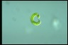 Euglena spirogyra