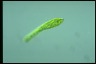 Euglena deses