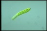 Euglena deses