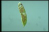 Euglena sanguinea