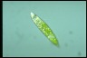 Euglena hemichromata