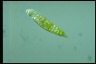 Euglena hemichromata