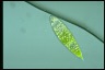 Euglena hemichromata