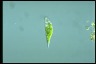 Euglena