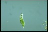 Euglena