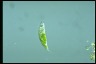 Euglena