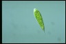 Euglena