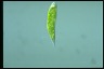 Euglena