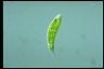 Euglena