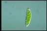 Euglena