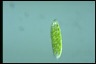 Euglena