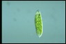 Euglena