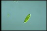 Euglena