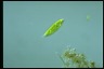 Euglena