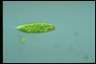 Euglena