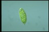 Euglena magnifica