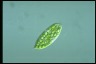 Euglena