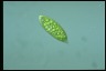 Euglena