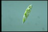 Euglena