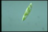 Euglena