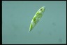 Euglena