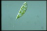 Euglena