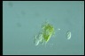 Euglena