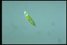 Euglena