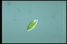 Euglena