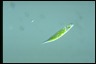 Euglena