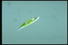 Euglena