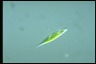 Euglena