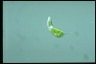 Euglena