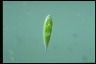 Euglena schmitzii