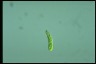 Euglena gracilis