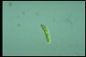 Euglena gracilis