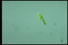 Euglena gracilis