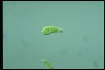 Euglena gracilis