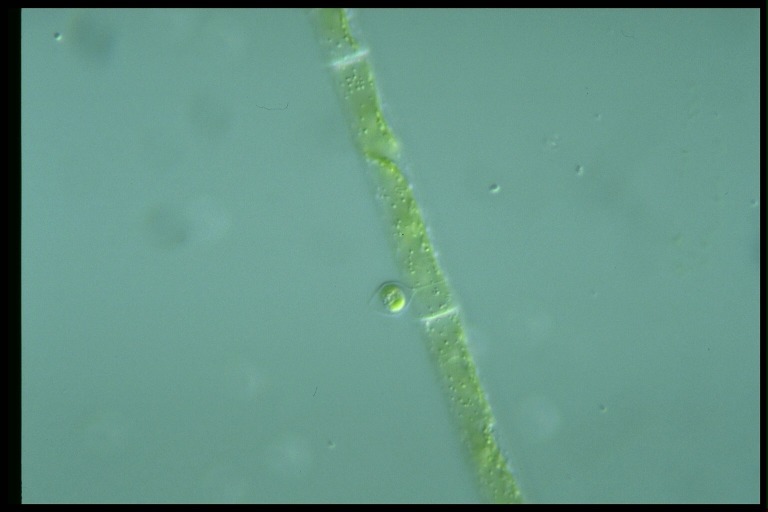 protist image