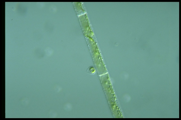 protist image