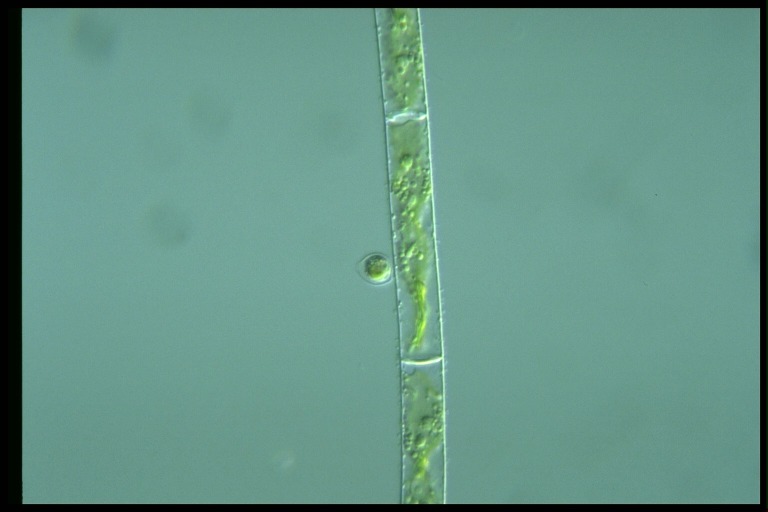 protist image